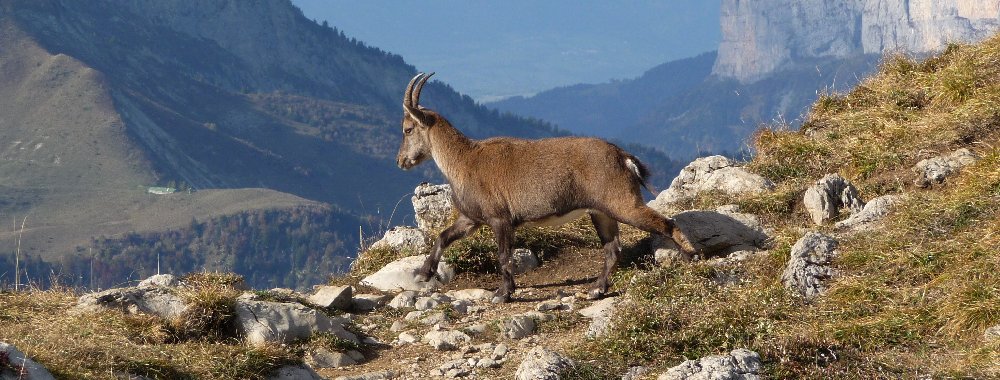 au pied de la Tournette